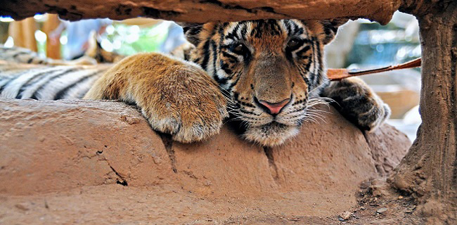 Duh, Lebih Dari Separuh Harimau Di Suaka Margasatwa Thailand Mati