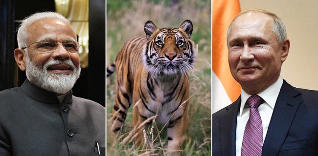 Satu Persamaan Narenda Modi Dan Vladimir Putin: Kecintaan Pada Harimau