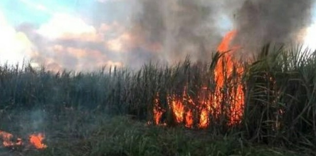 Polda Turunkan Tim Tangani Lahan Tebu Terbakar Di Lampung
