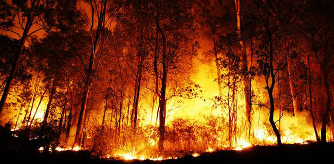 UNICEF: Hampir 10 Juta Anak Terancam Akibat Kebakaran Hutan Indonesia