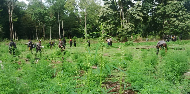 Bos Ganja Asal Aceh Yang Tewas Ternyata Punya Ladang 10 Hektare