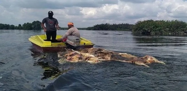 Gegara Bangkai Babi Dibuang Di Sungai, Warga Takut Makan Ikan