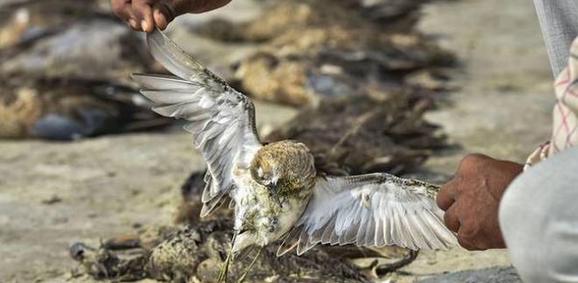 Ribuan Burung Mati Misterius Di Danau Sambhar