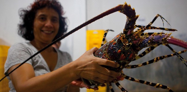 Gerindra: Masalah Utama, Selama 5 Tahun Susi Tidak Kembangkan Budidaya Lobster