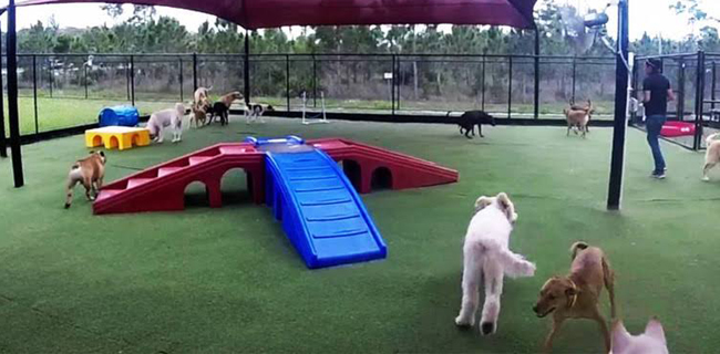 Amerika Habiskan Miliaran Dolar Setahun Untuk Binatang Peliharaan