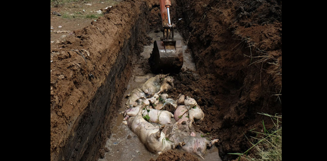 Kasus Babi Mati Di Sumut Terus Bertambah, Per Hari Ini Mencapai 22.985 Ekor