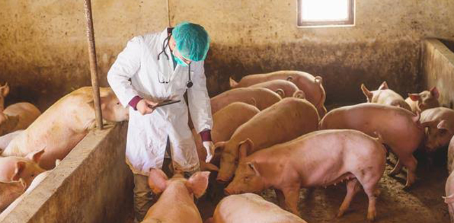 16 Kabupaten Di Sumut Berstatus Wabah Flu Babi Afrika