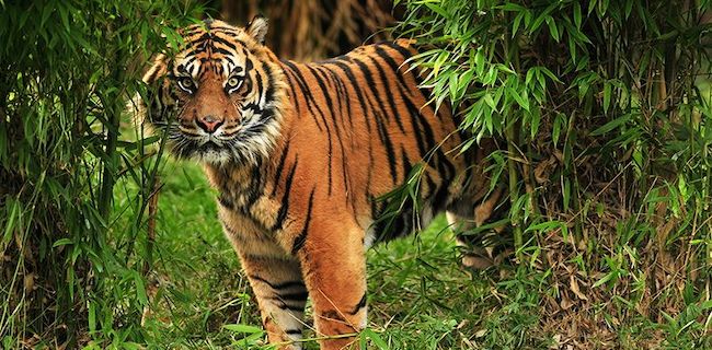 Prihatin Pada Korban, Tomy Winata Minta Agar Harimau Sumatera Tidak Diburu Dan Dibunuh