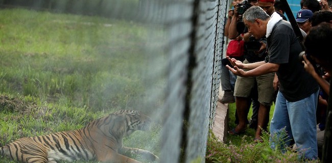 Tomy Winata Sayangkan Pernyataan Plt. Bupati Muara Enim Soal Panthera Tigris Sumatrae