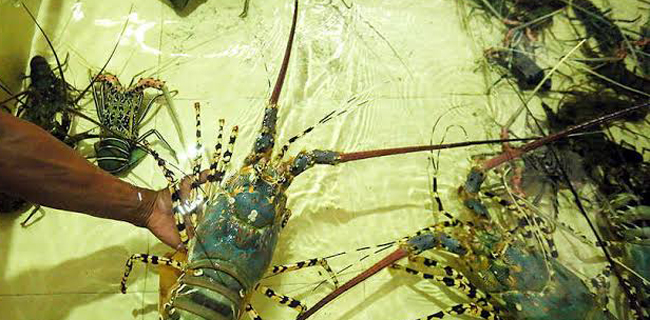 Ekspor Benih Lobster, Antara Nilai Tambah Dan â€˜Gilaâ€™