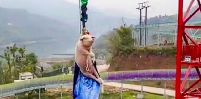 Ikat Babi Di Bungee Jumping, Netizen Kecam Taman Hiburan