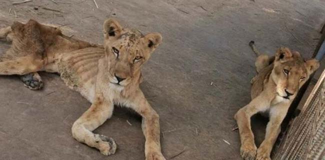 Sudan Krisis Ekonomi, Singa-singa Kurus Tinggal Tulang Dan Kulit
