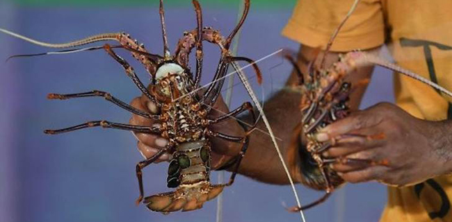 Risiko Kepunahan Lobster Masih 'Least Concern' Relatif Rendah
