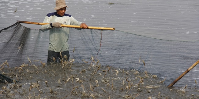 Antisipasi Dampak Banjir, KKP Siap Beri Asuransi Untuk Pembudidaya Ikan Kecil