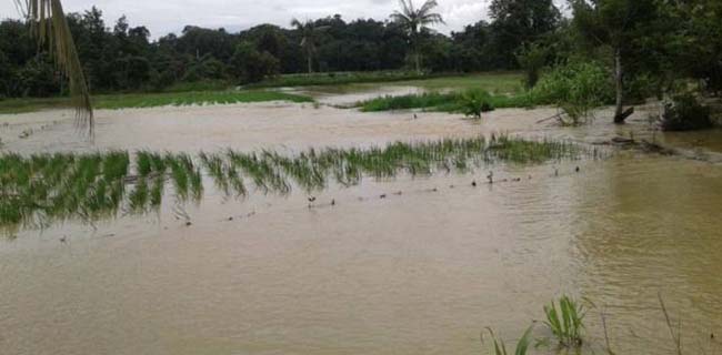 Ribuan Hektar Sawah Di Banten Terdampak Banjir