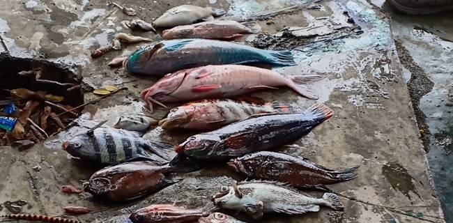 Ikan Maluku Utara Mati Massal, Begini Penjelasan Ilmiahnya