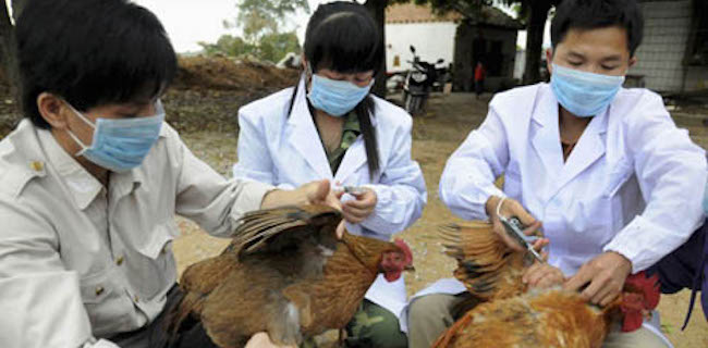 Flu Burung Mewabah Di Selatan Hubei, 17 Ribu Unggas Dimusnahkan