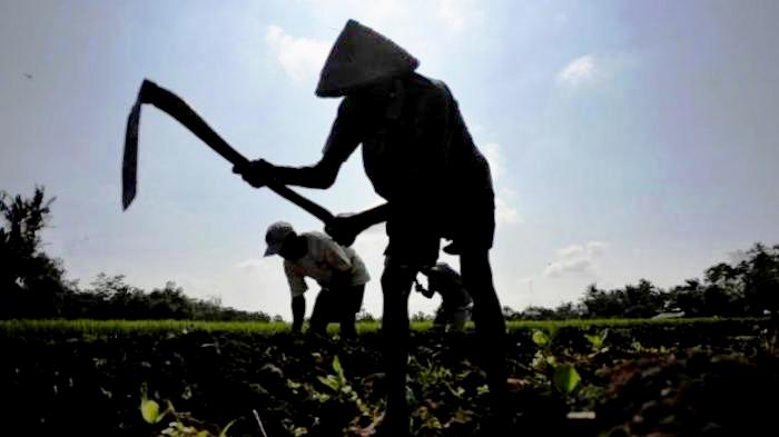 Pemerhati Agraria Minta Pemerintah Buat Kebijakan Pemanfaatan Lahan Terlantar