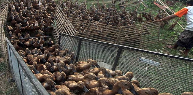 Wabah Belalang Terburuk, Pakistan Dapat Kiriman Pasukan 100.000 Bebek Dari China