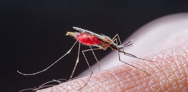 Waspada, Malaria Bisa Menular Dan Gejalanya Sama Dengan Covid-19