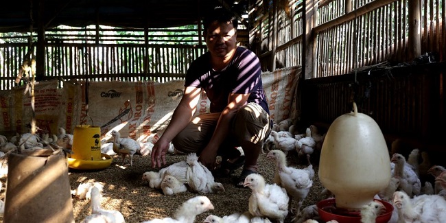 Imbas Pandemik Corona, Peternak Terpaksa Jual Murah Ayam-ayamnya Daripada Makin Merugi