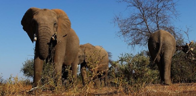 Otoritas Namibia Bunuh 10 Gajah Demi Lindungi Panen