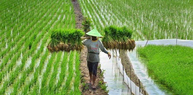 Ekspor Pertanian Meningkat, Indonesia Tidak Perlu Lagi Andalkan Impor