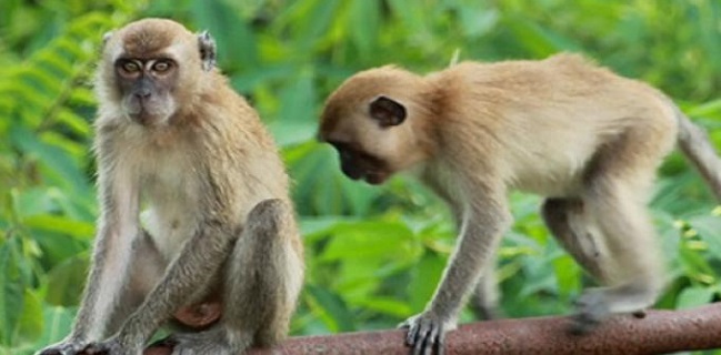 Peneliti Harvard: Monyet Punya Antibodi Alami Untuk Sembuhkan Diri Dari Covid-19