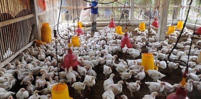 IGS Sukartono: Logis Kalau Kementan Alokasikan Anggaran Pengadaan Ayam Unggas Lokal