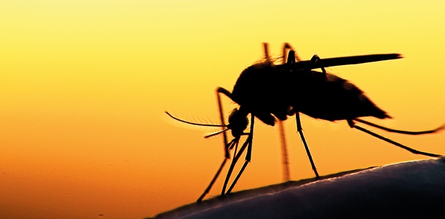 Di Tengah Pandemik Covid-19, Angola Hadapi Kasus Kematian Yang Tinggi Karena Malaria
