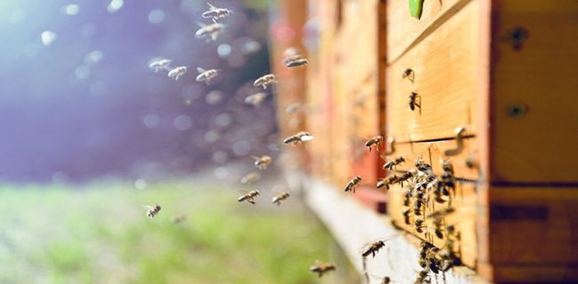 Status Kiamat Serangga, LIPI Sampaikan Keselamatan Bumi Terancam