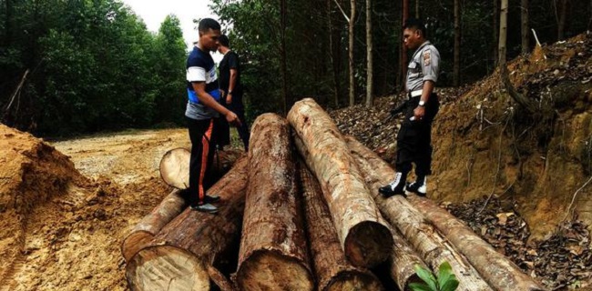 Dibanding Tahun Lalu, Kasus Pembalakan Liar Di Aceh Jaya Meningkat 5 Kali Lipat