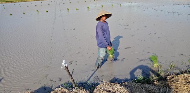 Lombok Tengah Siap Sukseskan SIMURP Kementan, Syahrul Yasin Limpo: Teknologi Pertanian Tingkatkan Hasil Panen