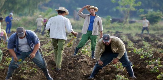 Bantu Sektor Pertanian Dari Wabah Covid-19 UNDP Kirim Sarana Pelindung Untuk Para Petani Kuba