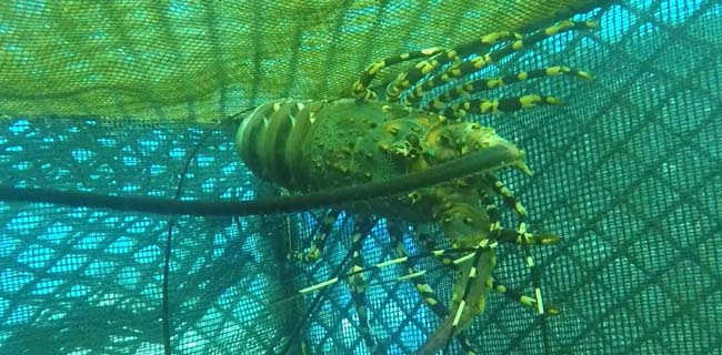 Budidaya Lobster Model Keramba Dasar Cocok Bagi Perairan Berombak Besar