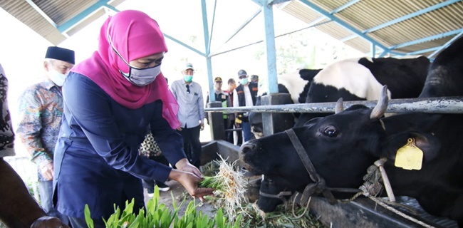 Mampu Bertahan Saat Pandemik, Khofifah Dorong Industri Susu Sebagai Pemulihan Ekonomi