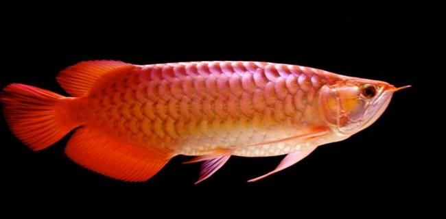  Ikan Arwana  Kalimantan Siap Ekspor Kemenko Marves 