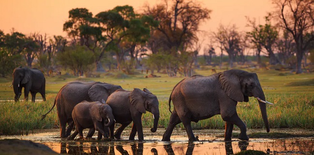 Ratusan Gajah Mati Secara Misterius, Para Ahli Takut Adanya Penyakit Menular
