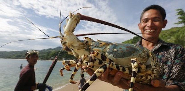 Cerita Nelayan: Saat Ada Peraturan Larangan Ekspor, Harga Jual Lobster Hanya Rp 20 Ribu