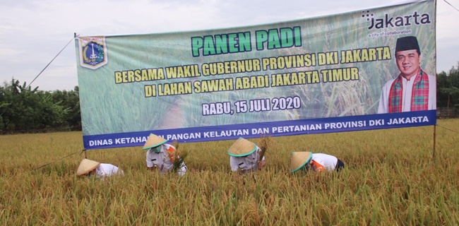 Panen Padi, Wagub Jakarta Soroti Lahan Pertanian Yang Semakin Sempit