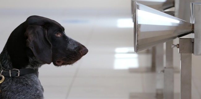 Lulus Uji Coba, Anjing Pelacak Kepolisian UEA Mampu Identifikasi Keberadaan Virus Corona Dengan Akurasi 92 Persen