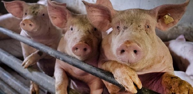 Para Peneliti Akui Flu Babi G4 Yang Baru Ditemukan Di China Sangat Berbahaya