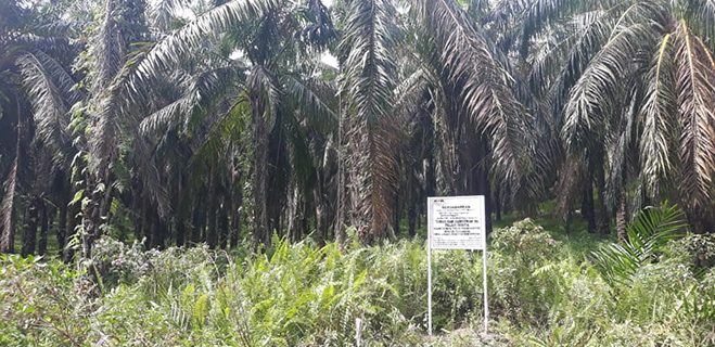KPK Sita 530 Hektare Lahan Kebun Sawit Berkaitan Dengan Korupsi Eks Sekretaris MA Nurhadi