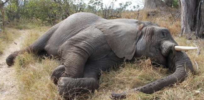 Sejumlah Gajah Zimbabwe Ditemukan Tewas Misterius, Ingatkan Peristiwa Serupa Di Botswana