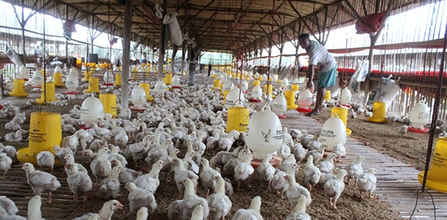 Harga Jual Anjlok, Peternak Ayam Bakal Geruduk Kementerian Pertanian