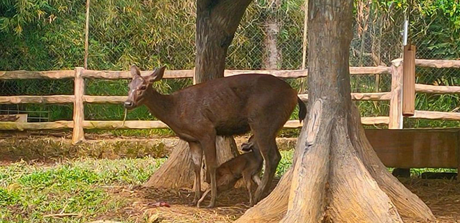 Belum Cukup Umur, Rusa Sambar Di Lembah Hijau Melahirkan