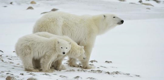 Beruang Kutub Yang Kepanasan Masuki Pemukiman Penduduk, Seorang Warga Belanda Tewas Dimangsa