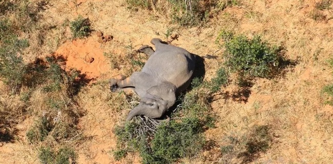 Bukan Dibunuh Oleh Pemburu Atau Penyakit Antraks, Ternyata Ini Penyebab Kematian Misterius Ratusan Gajah Di Botswana