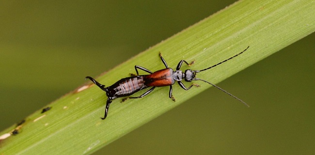 Lama Tak Muncul, Ribuan Tomcat Serang Warga Indramayu