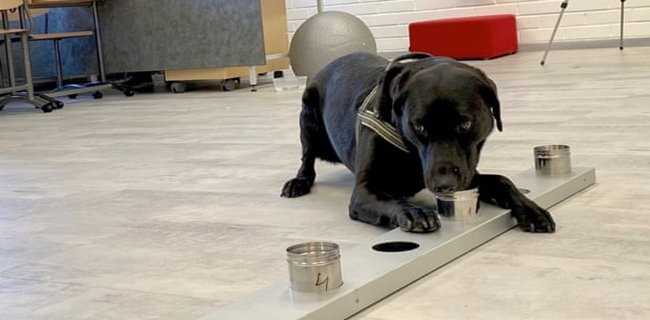 Finlandia Berdayakan Anjing Pelacak Di Bandara Untuk Pengujian Virus Terhadap Orang Yang Baru Datang